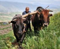 Iraq: Less dependent on food rations