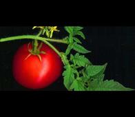10 reasons to eat a tomato today