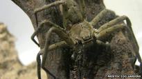 Large spider found in banana box