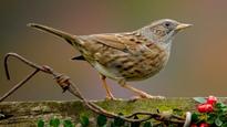 International Dawn Chorus Guided Walk
