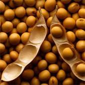 Ace Commodity Exchange signs MoU with livestock association