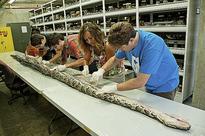 Great Snakes! Giant Burmese Python Caught In Florida