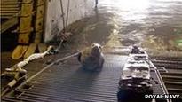 Royal Navy vessel boarded by seal