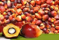 MCX Crude Palm Oil bullish 475 resistance