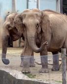 Doomed French elephants given lifeline