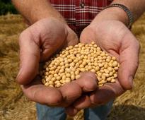 Court To Monsanto: You Said You Won't Sue, So You Can't