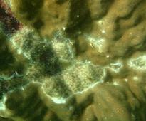 Study shows serious threat to coral reef colonies, mangrove forests in Palk Bay