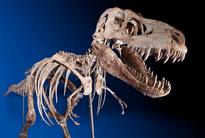 Tyrannosaurus Bataar Fossil Finally Returns Home To Mongolia