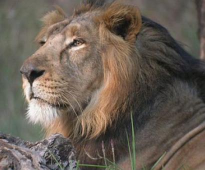 Gujarat: 92 lions dead in two years