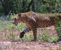 Leopard caught in tea garden in Jalpaiguri district
