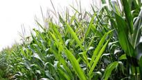 Monsanto, Dow Agrosciences cross-license next generation of weed, insect control technology in corn