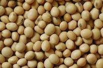 NCDEX Soybean range bound may trade 3830 3990 range