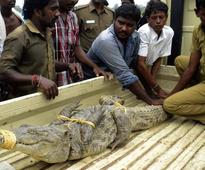 Crocodile resuced and taken to Vandalur Zoo