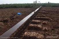 Indonesian paper company APRIL bails on Forest Stewardship Council certification