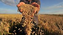 Another record Indian rice crop may add to world glut