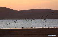 Black-necked cranes at Dashanbao Reserve in SW China's Yunnan