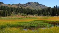 Sierra Amphibians Safer 
