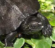 Rare turtle found in Tripura species facing extinction