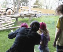 Giant pandas from China make 1st public appearance in Toronto