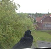 Angry Birds: Hitchcock Nightmare In French Neighborhood