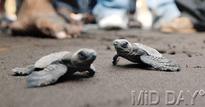 The turtle's race to survival on World Turtle Day