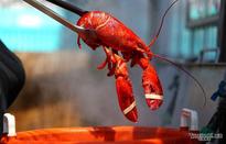 Lobster feast in Maine, U.S.