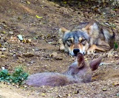 Wolf Call: Why this endangered species howls less Wolf Call: Why this endangered species howls less