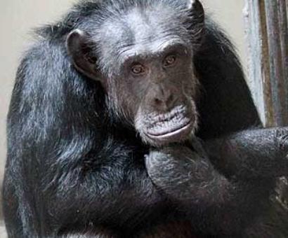PHOTO: Chimpanzee walks free, creates panic in Hyd zoo