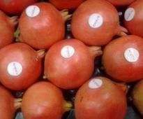 Kimaye pomegranate fresh form India