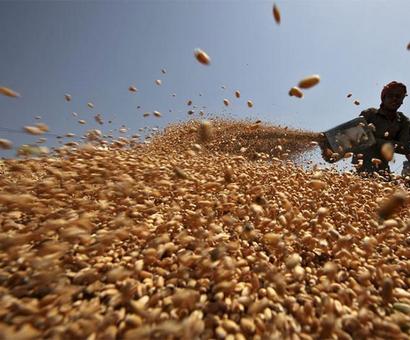 Why prices of wheat and pulses have nosedived Why prices of wheat and pulses have nosedived