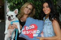 Hollywood Stars and Their Dogs Come Out to Support Steps4Paws at Fred...