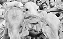 'Cow protection is not the job of endowments department'