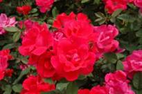 Longhorn Landscape Creations Says New Disease Threatens Knockout Roses
