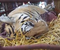 Tiger freed at Red zone in MP, villagers attack officials