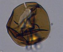 The Antarctic polar icecap is 33.6 million years old, research finds