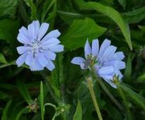 How Inulin May Help Type 2 Diabetes