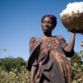 ITC To Advance Africa's Cotton Trade In Asia