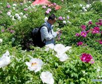 Peony flowers blossom in China's Gansu