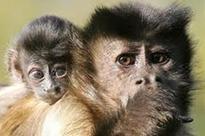 BJP MLA's solution to Himachal monkey woes: 'deploy Naga, Gurkha jawans'