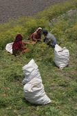 The Growing Need For Organic Food in Nepal
