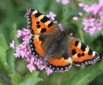Nature programme to be broadcast live from Glendalough Lakes tonight