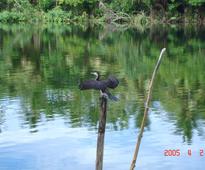 East Rennell region in Solomon Islands placed on UN list of world heritage in danger