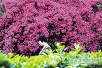 Lovely flowers bring bright pink to 