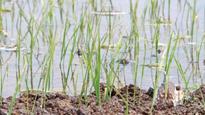 Is your field fertile ground for weeds, drift?
