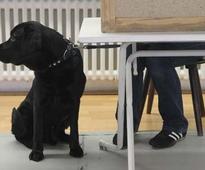 Time to put the leash on irresponsible pet owners