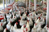 Poultry feed input costs fluctuate