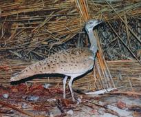 British Ambassador to Uzbekistan visits the Houbara project