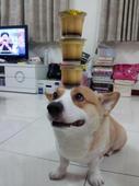 Funny pets and cute animals