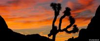 Joshua Tree Landfill Scrapped; Original Plans Would Have Placed Dump Less Than 2 Miles From National Park