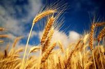 India Agribusiness Report Q3 2013